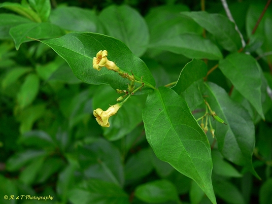 {Thyrsanthella difformis}